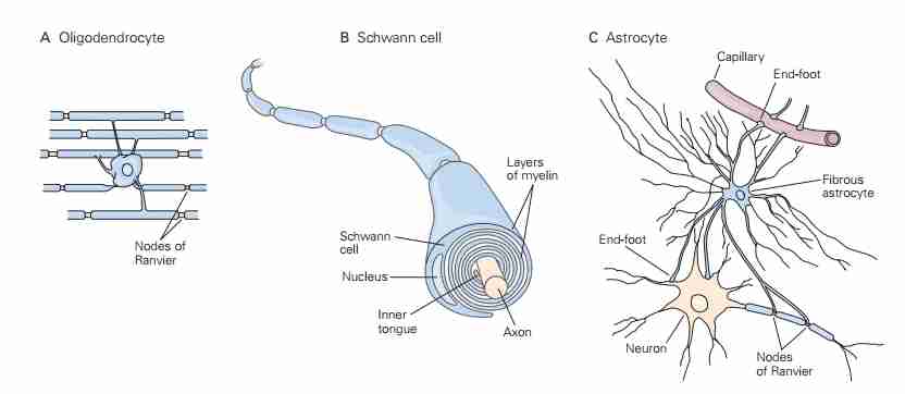 The Neuron-1704379717680 1